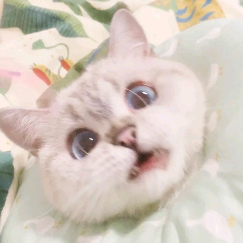 小薛糕