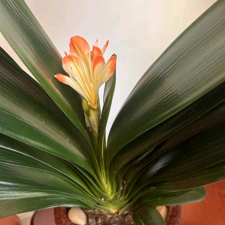 浪花