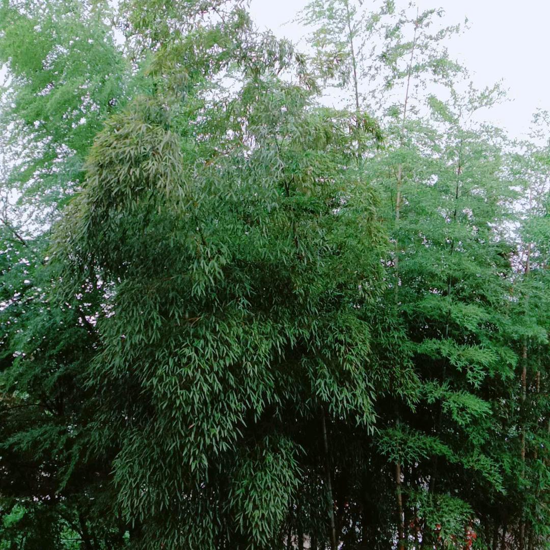我叫玲姐！