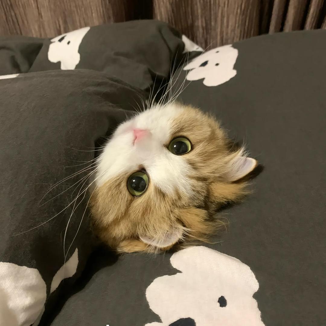 千北Coco