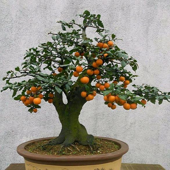 古镇金弹子，猜桩！