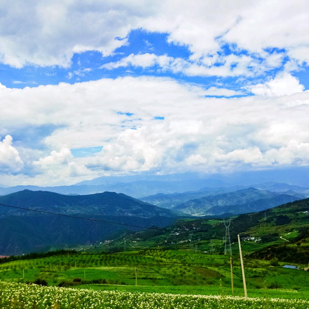 将军头上一把草