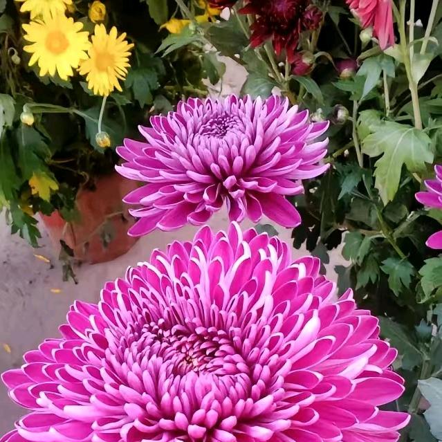 梅子很甜⁵⁸⁸