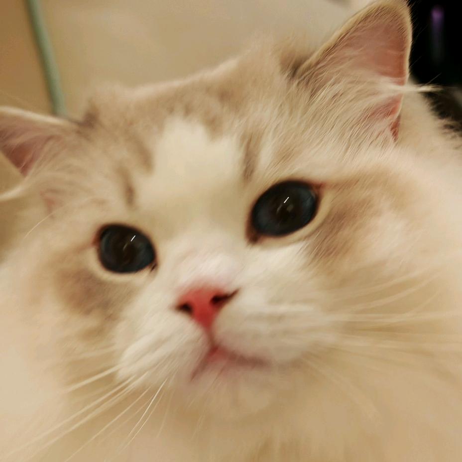 君君（学习版）