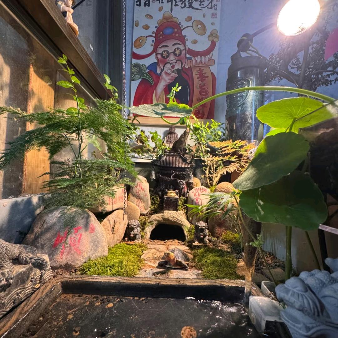 精致的猪猪女孩