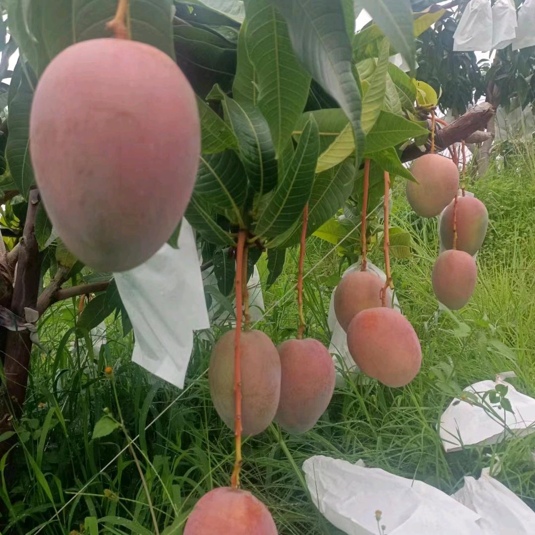 豆小样