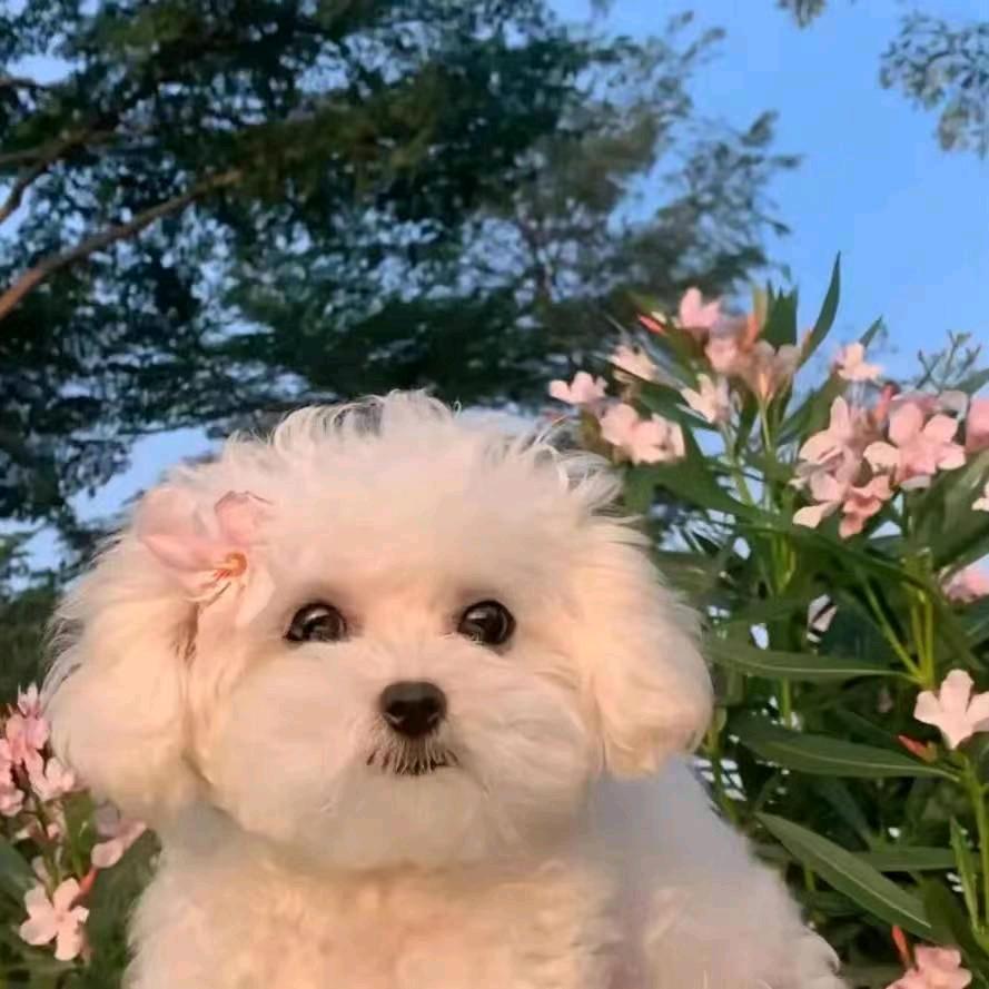 小杨