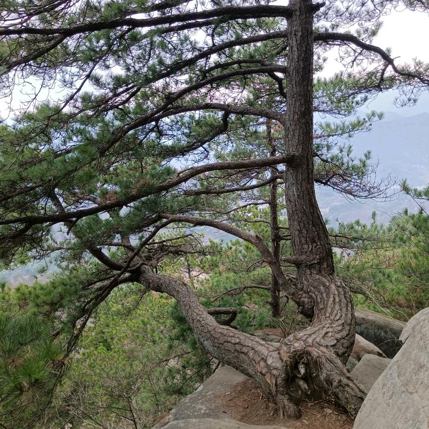 杜老三