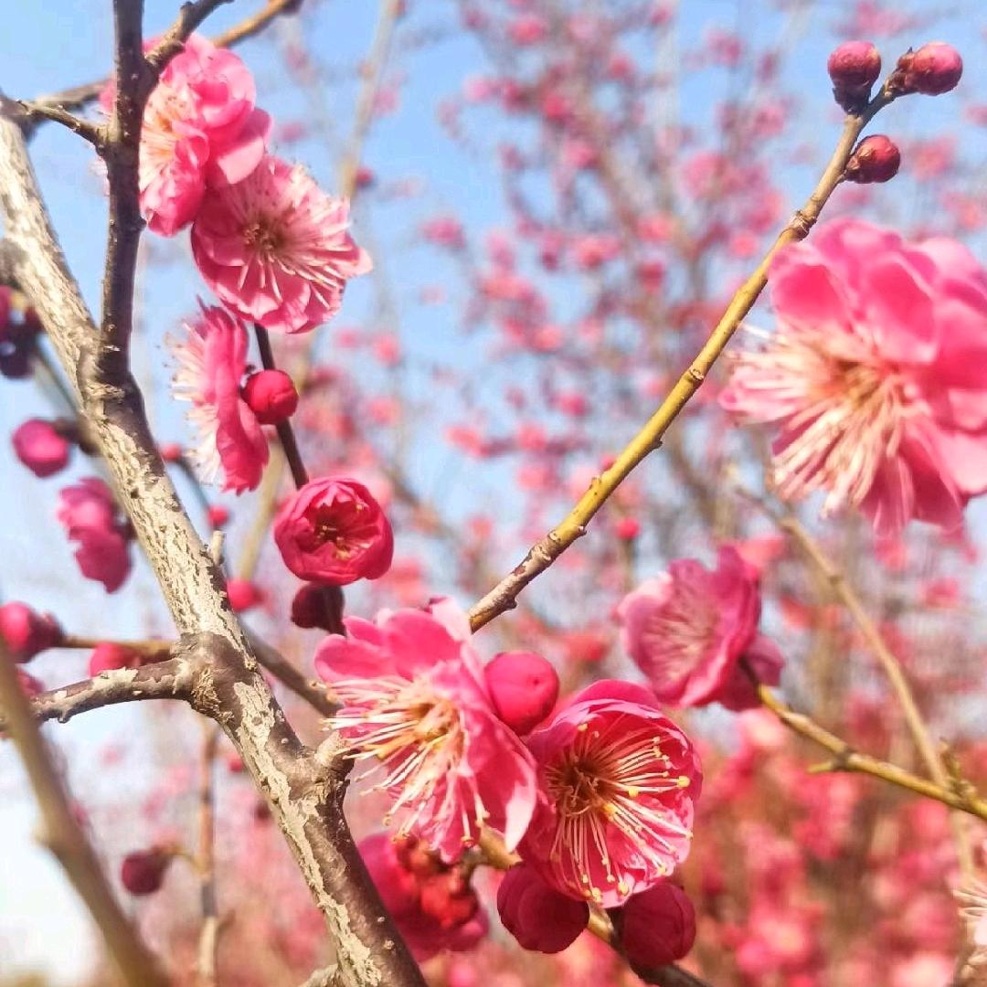 金沙抹茶