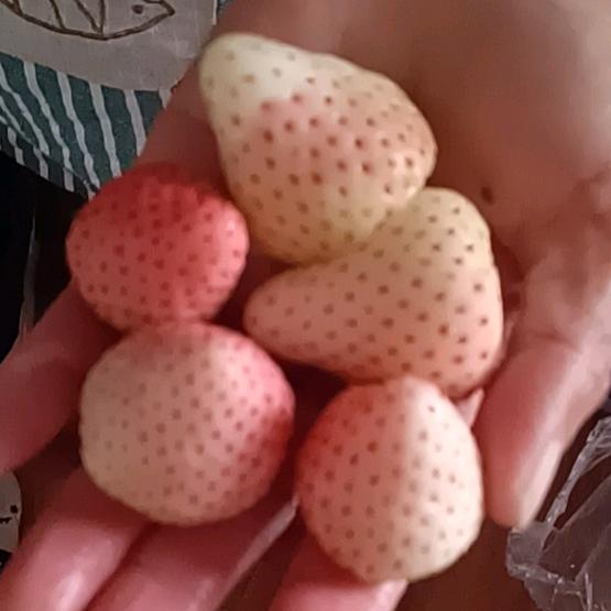 紫气东来！香多多草莓🍓采摘园欢迎你！