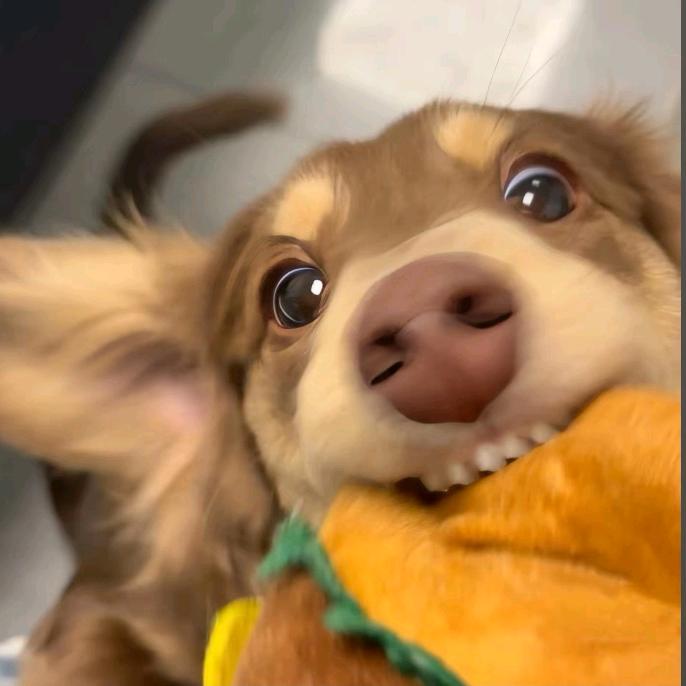 唐山俊达长毛腊肠犬舍