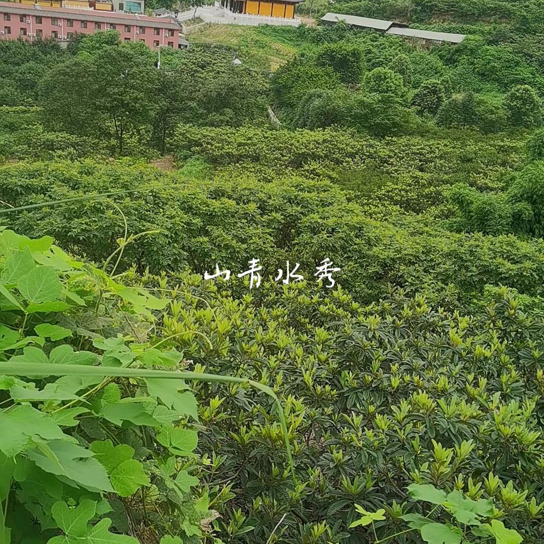 aa