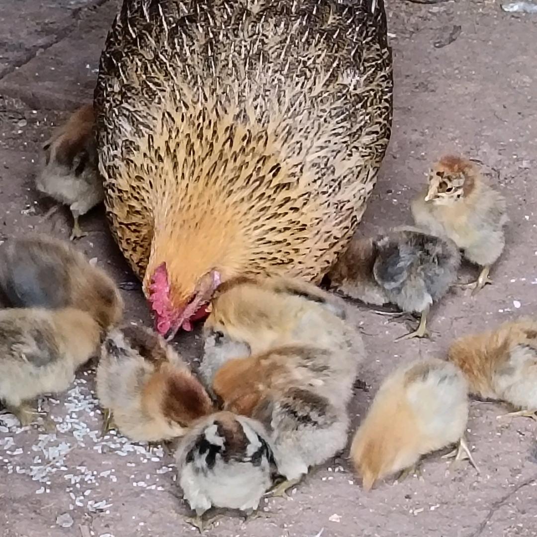 鳕鱼