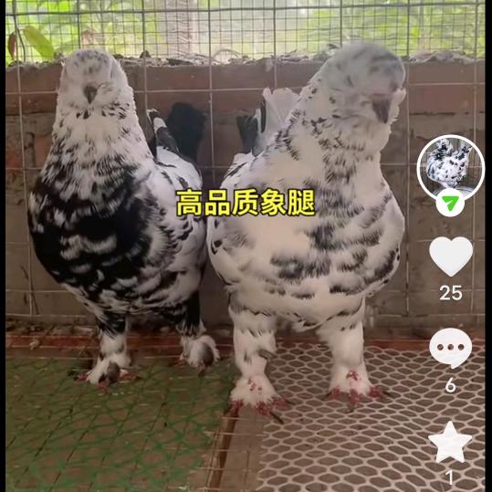 豫东鸽舍