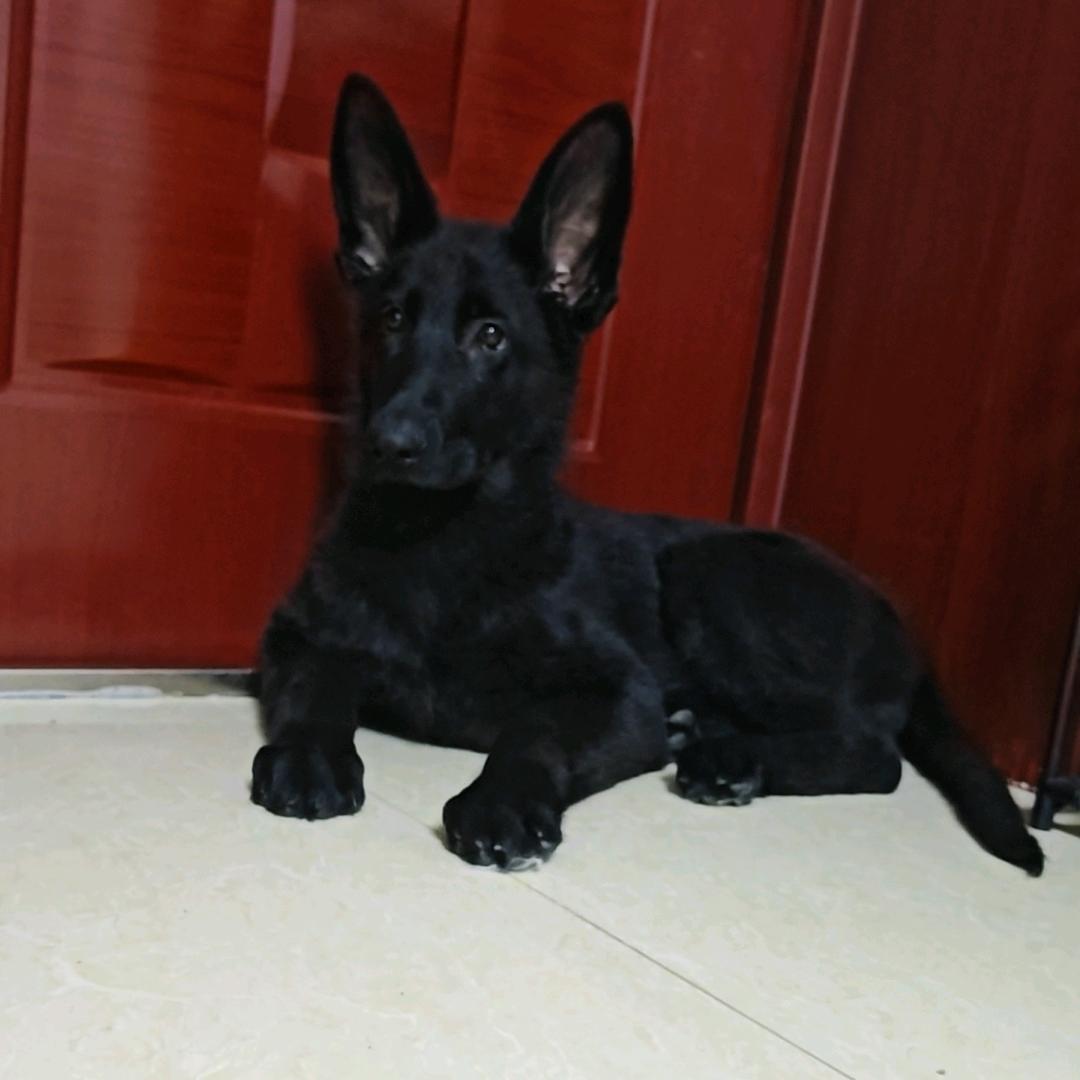 香香猫与汤圆狗