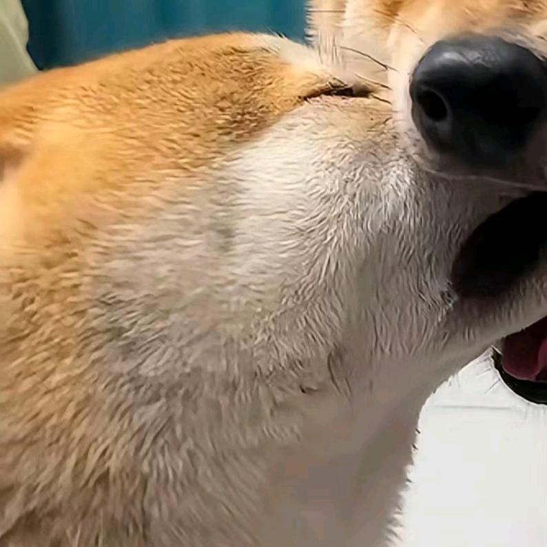 再也不会染头发