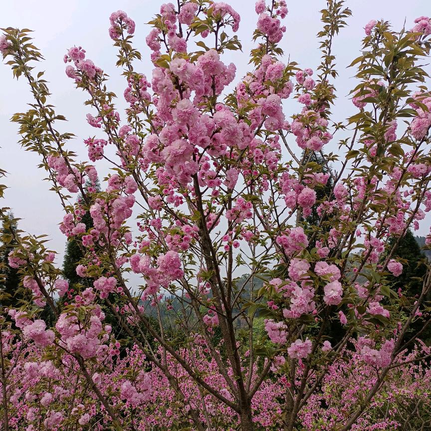 🌷🌷🌷🌷🌷简单就好🌸🌸🌸