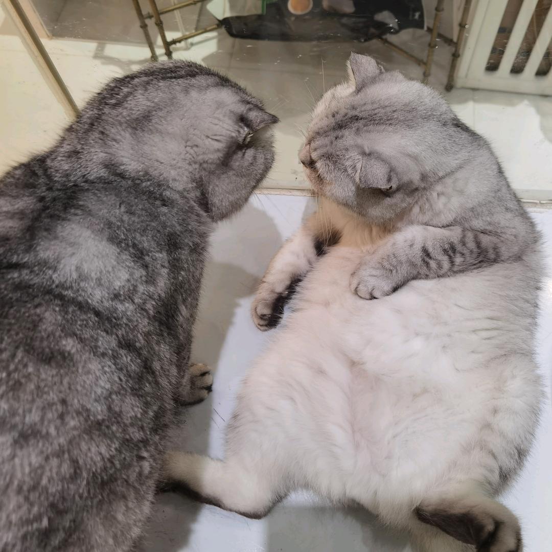 船长与壮壮