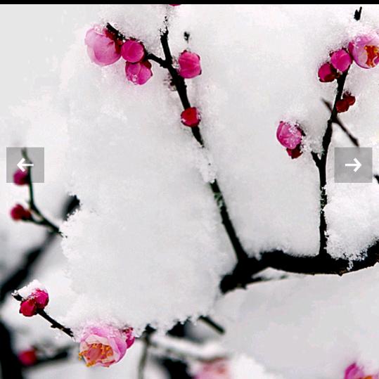 ℒᎭℯོ🍒🦚倚梅ᮁ💞看ᩚ雪💕᭄࿐