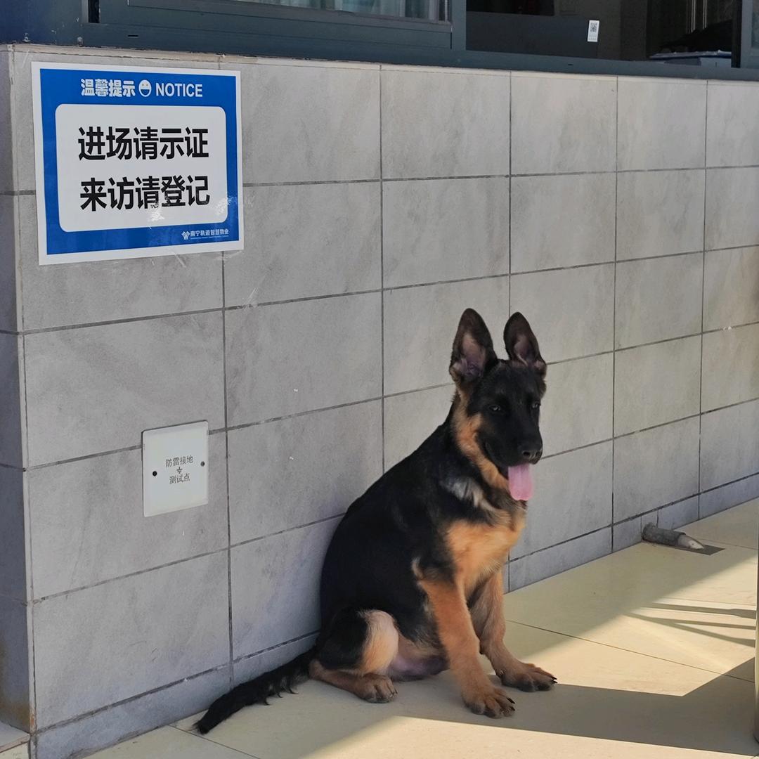 选择（我叫黑豹）