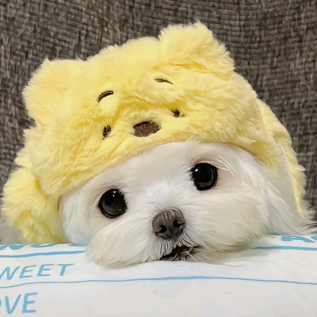 𝙊𝙨 𝙖𝙩 𝙉𝙗.