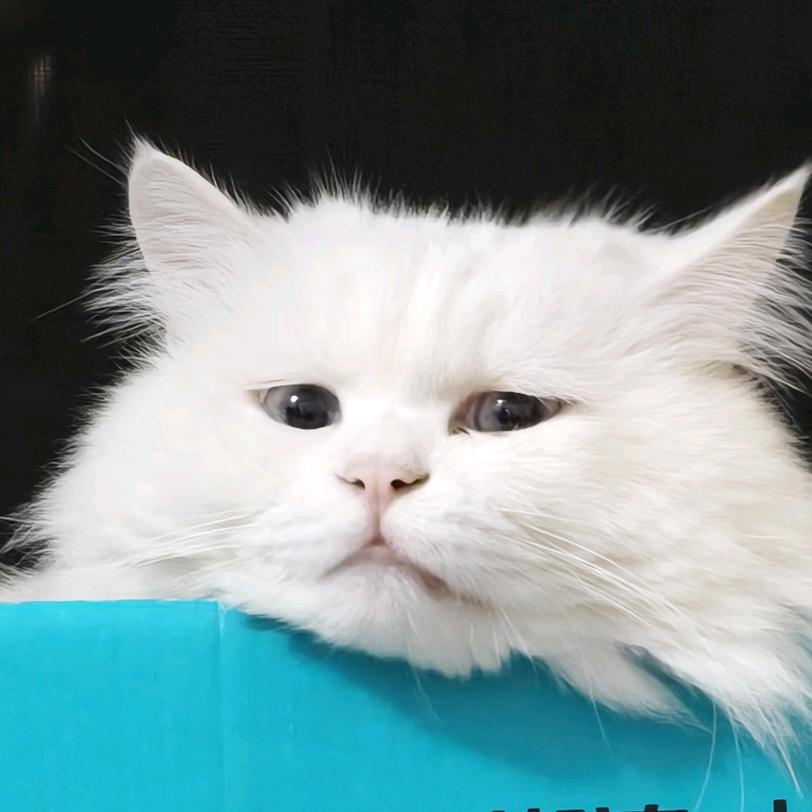 爱养猫