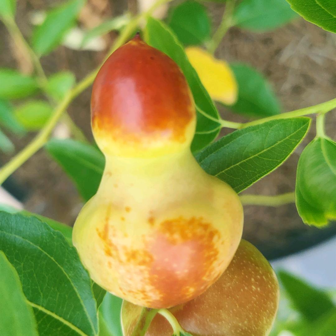 倾心枣缘