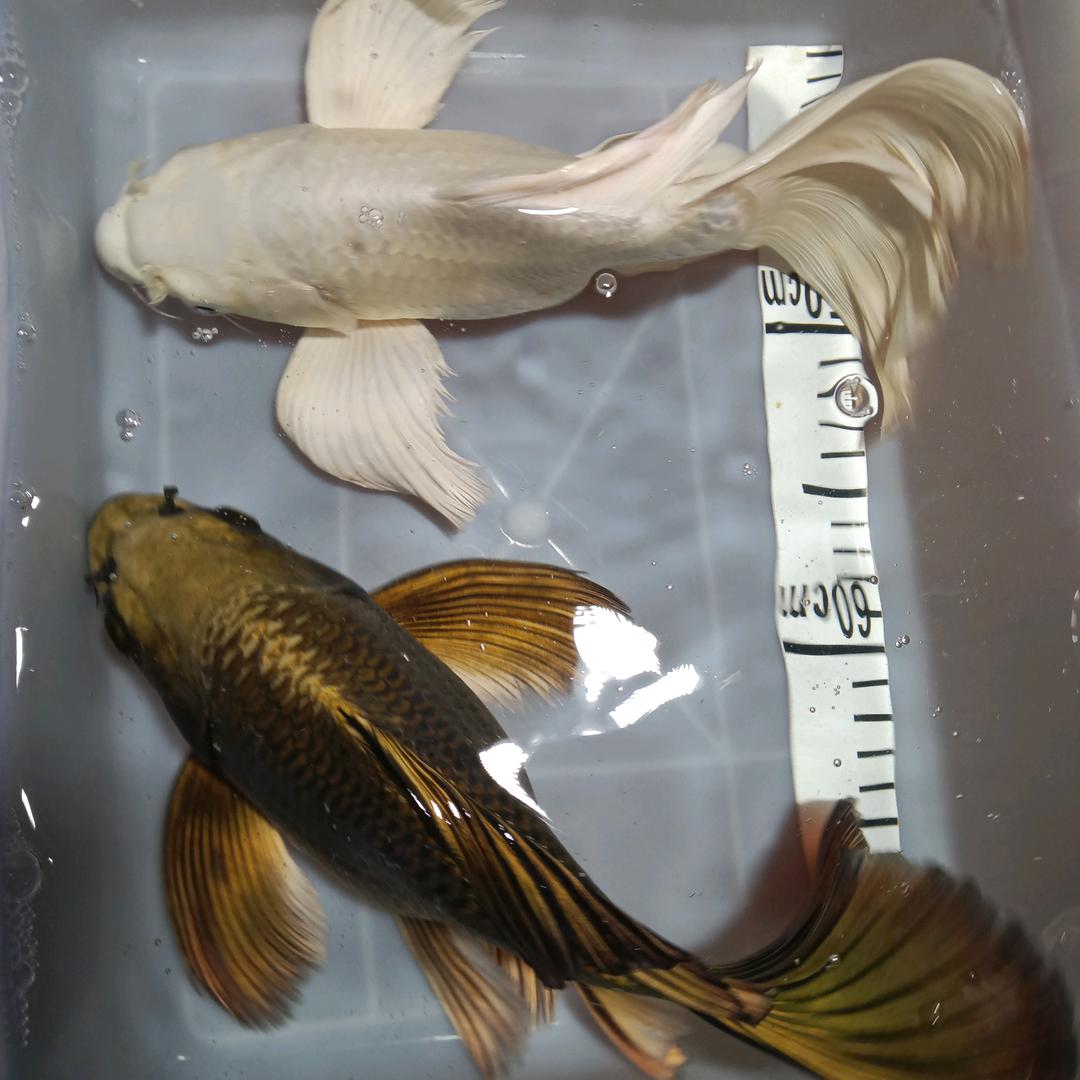 通利观赏蝴蝶鲤