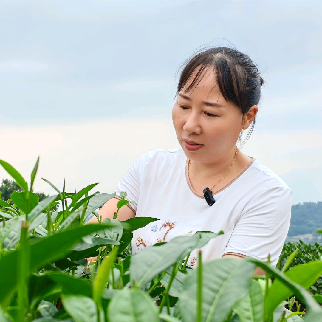 雅安市名山区杨家田化肥经营部