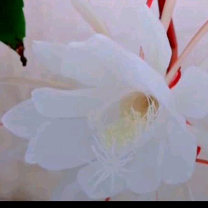 ꧔ꦿ᭄雨水一檐💞᭄࿐