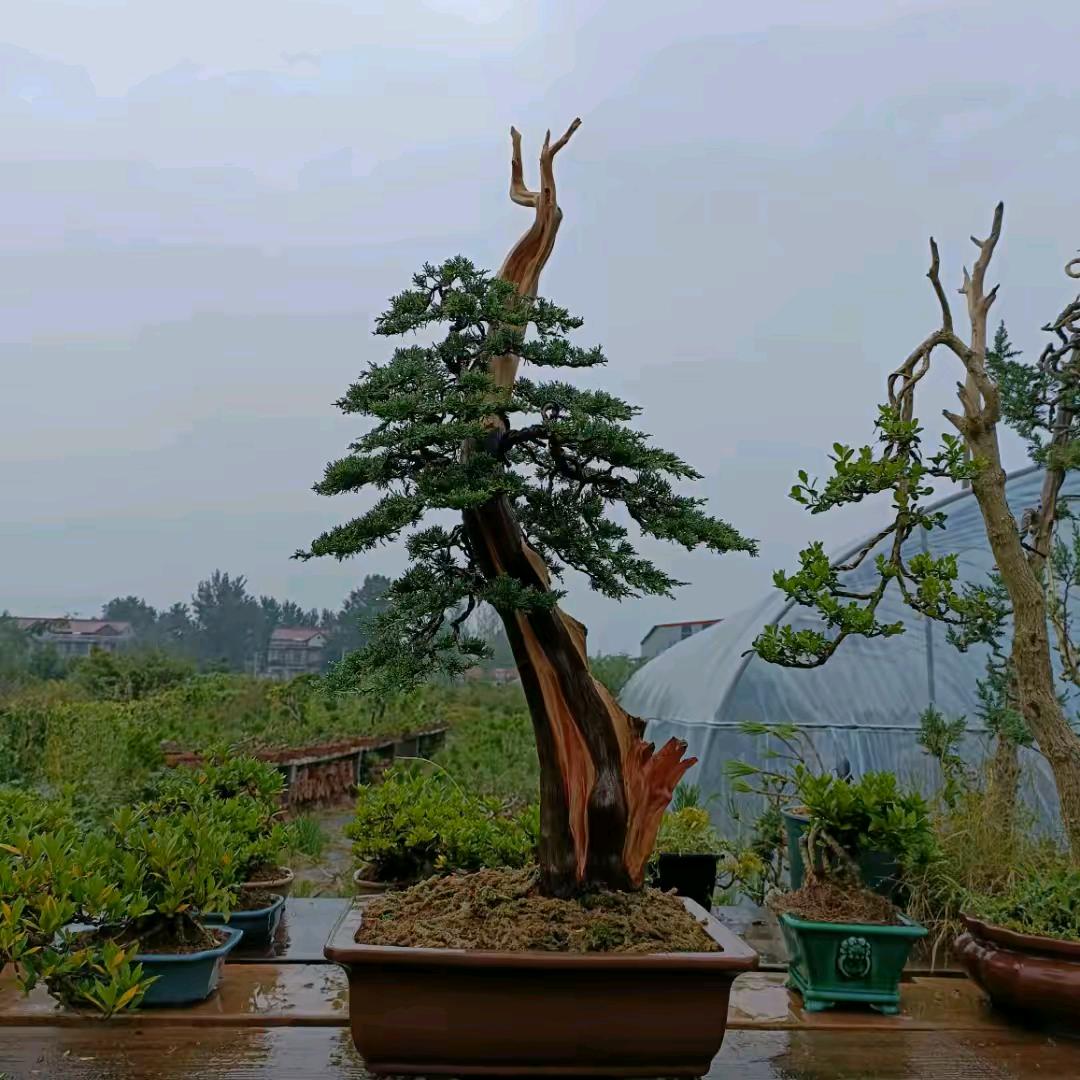 大木盆景