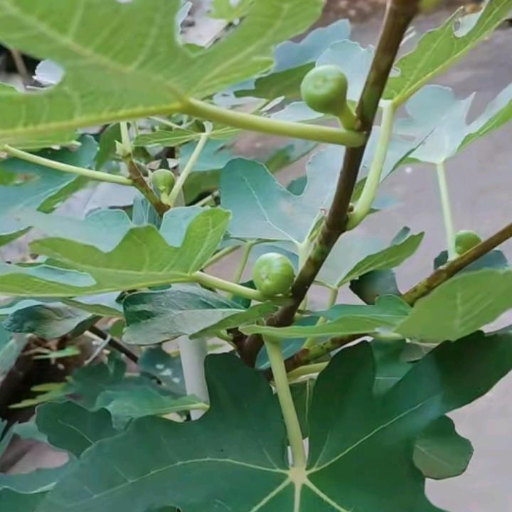 心若止水🇻🇳🇻🇳🇻🇳