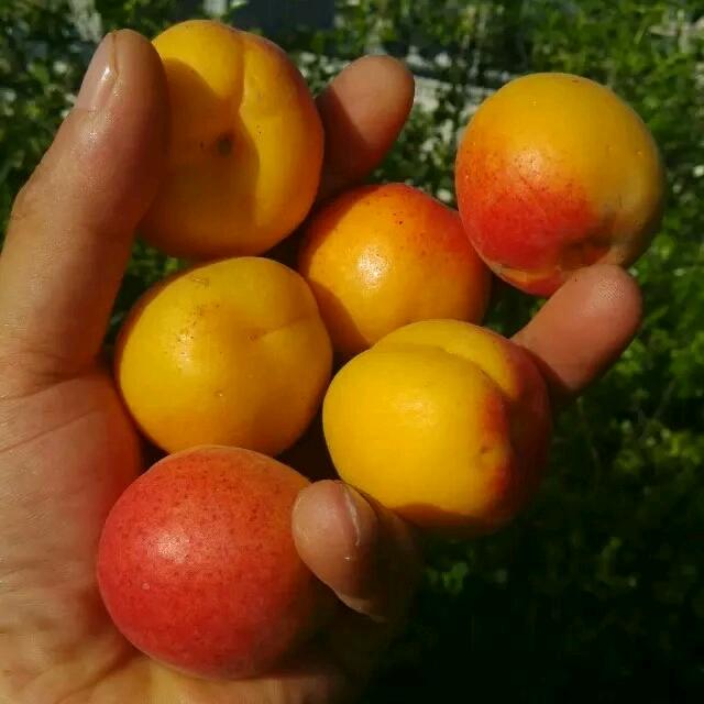 也许明天✌(̿▀̿ ̿Ĺ̯̿̿▀̿ ̿)