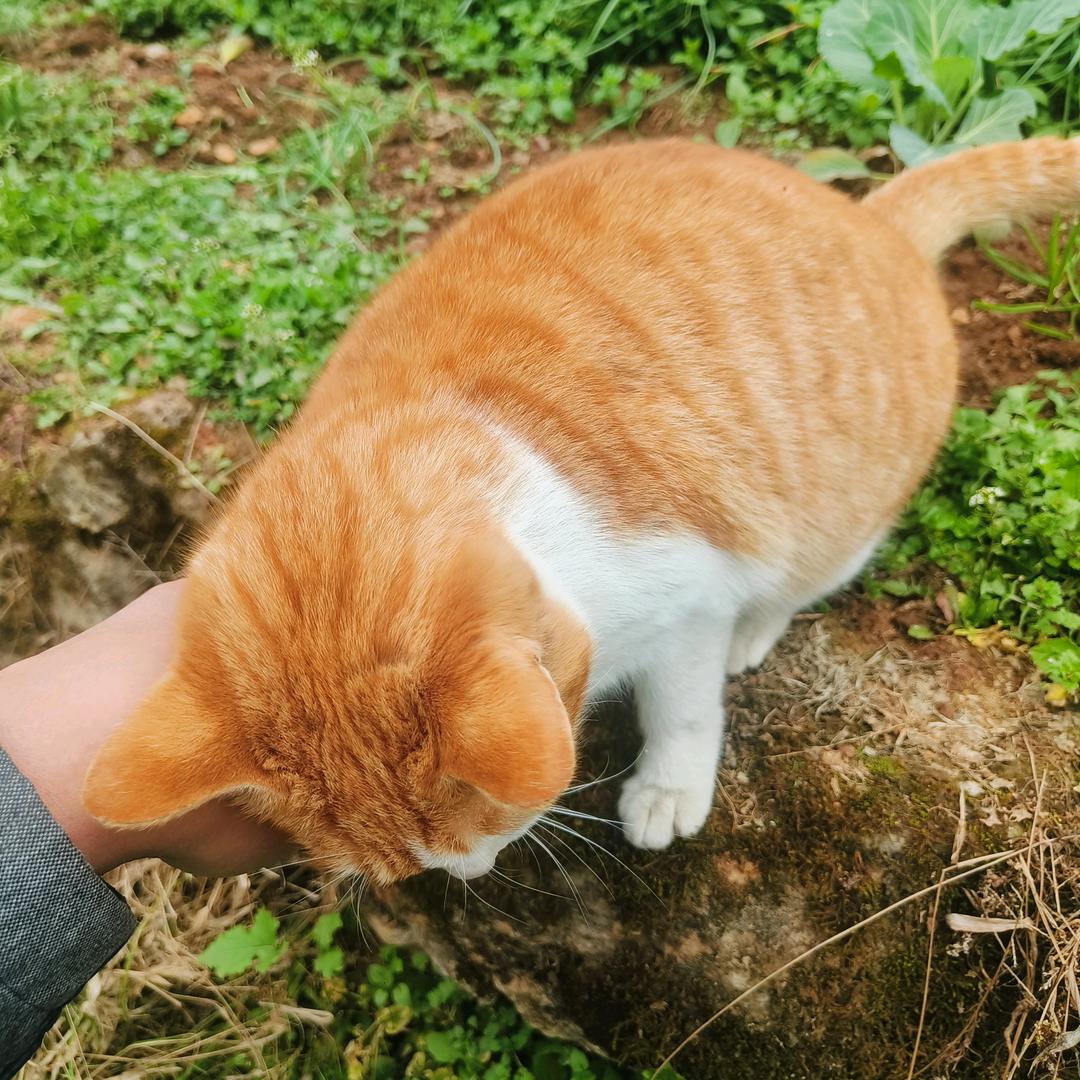 洋芋