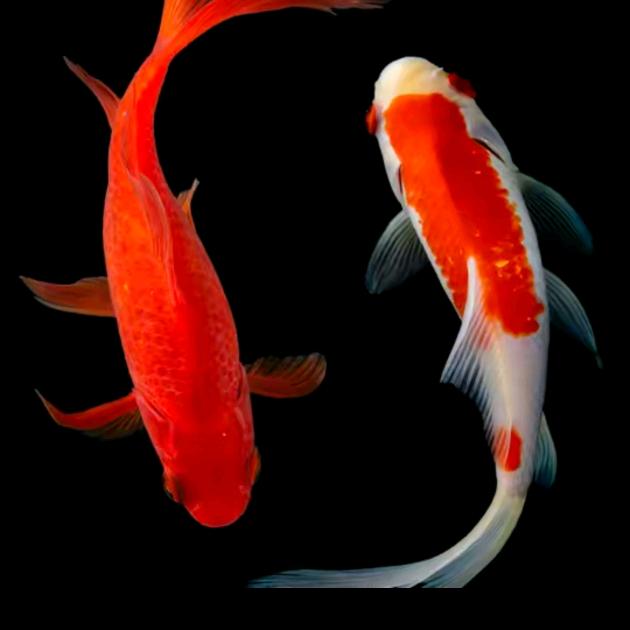 小秀