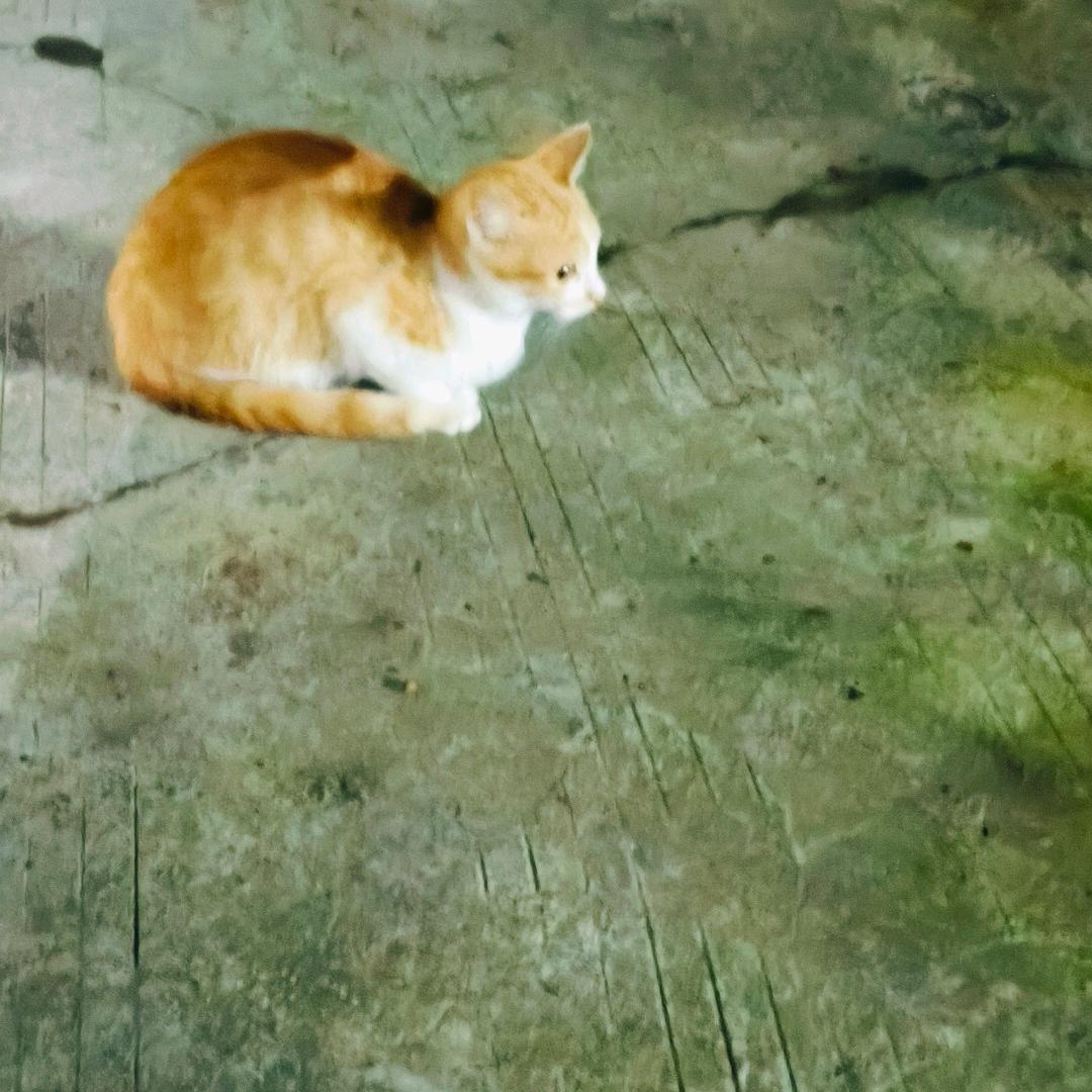 只玩马可