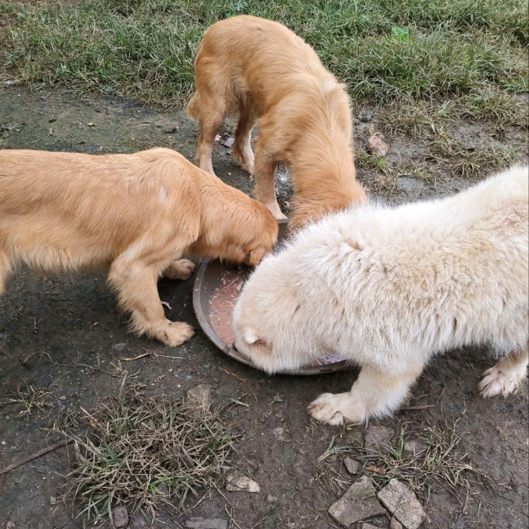 狗狗狗狗狗狗狗狗狗