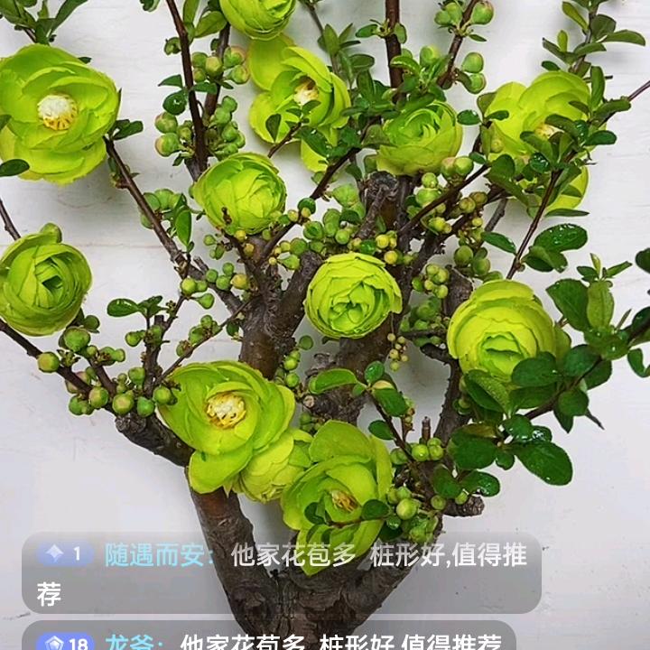满堂彩