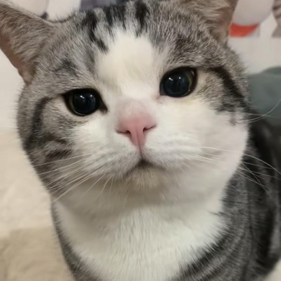 3️⃣🔟喵～