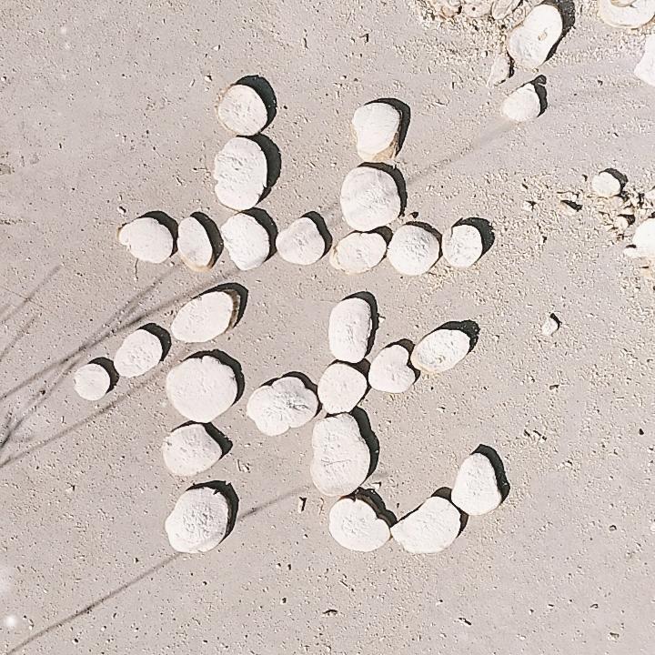 天花粉   北沙参