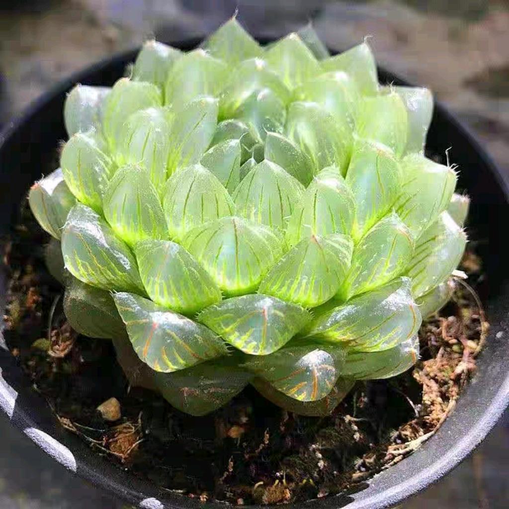 长长一碗似