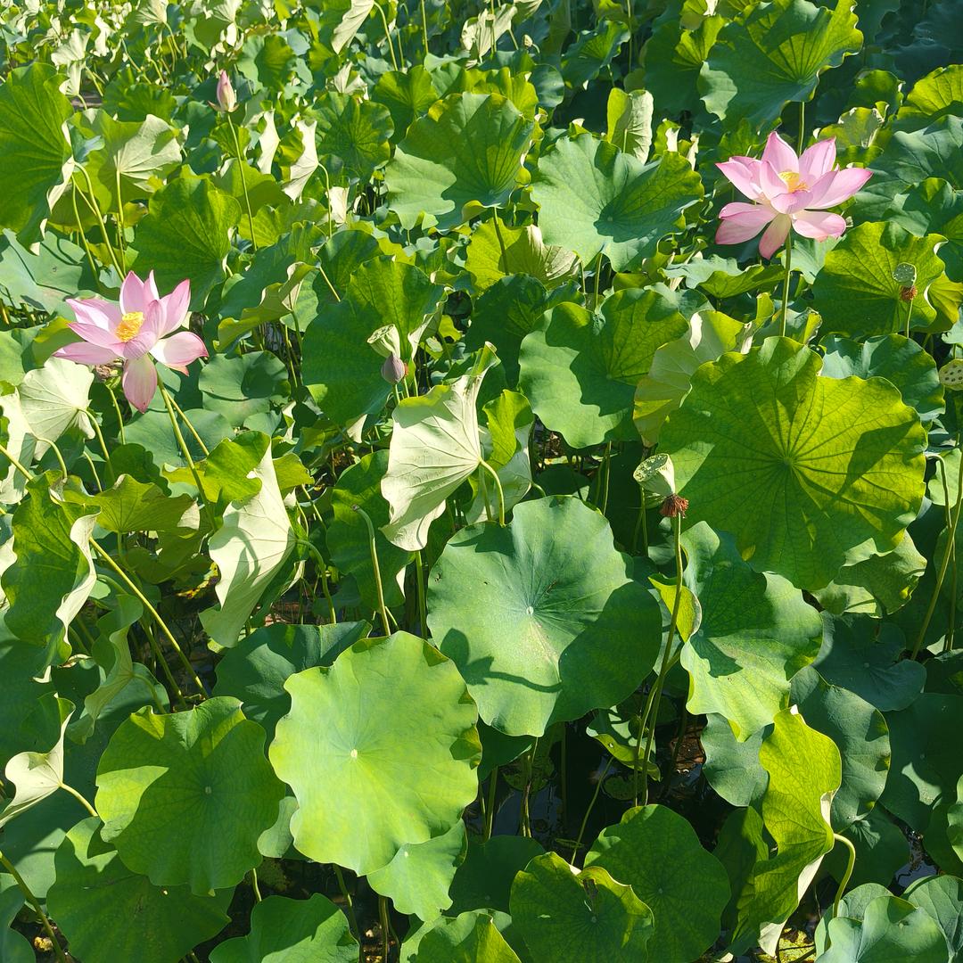 卖豆腐的小姐姐(˵¯͒〰¯͒˵)