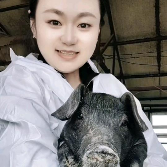 小沈洋家黑猪猪