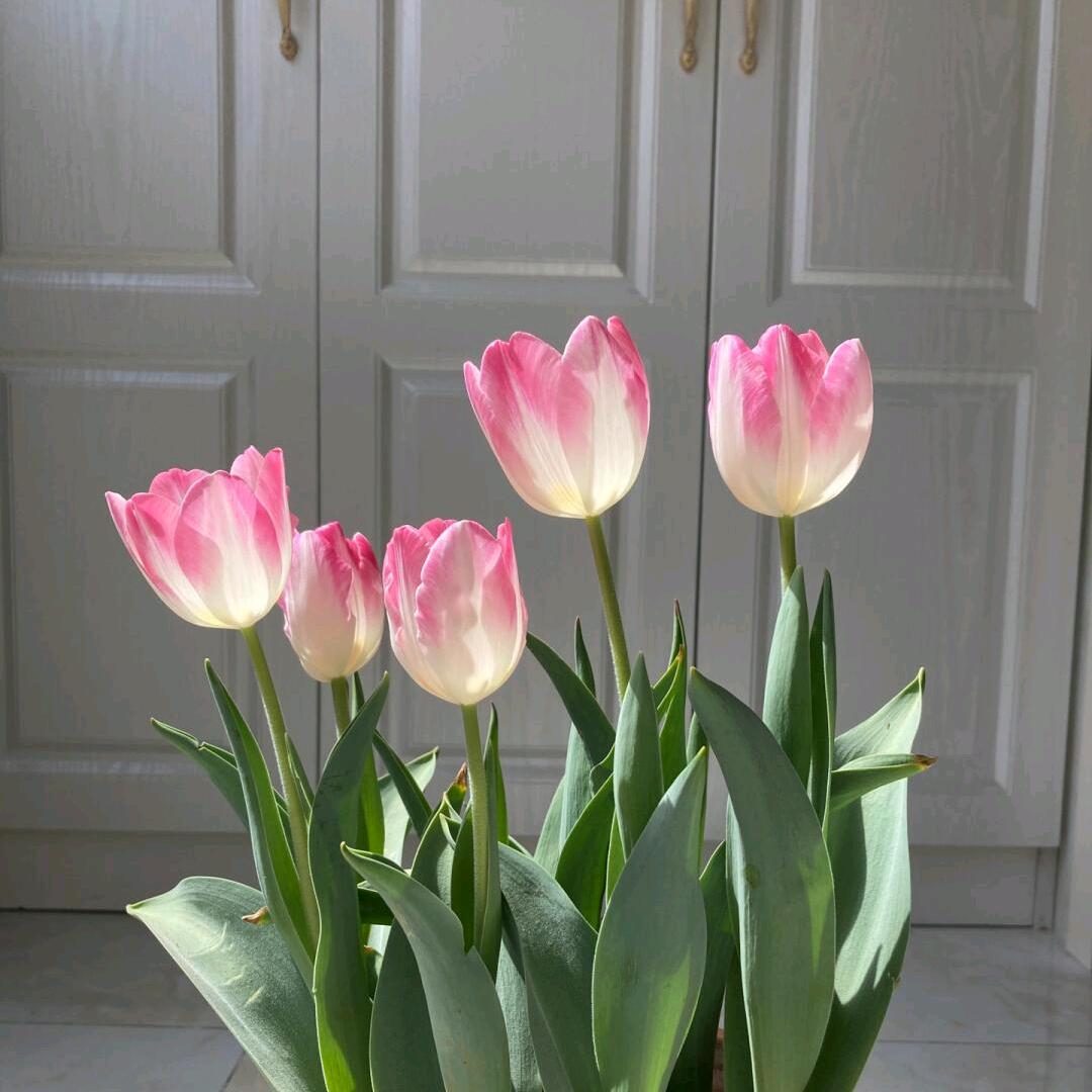 花开富贵（🌸）