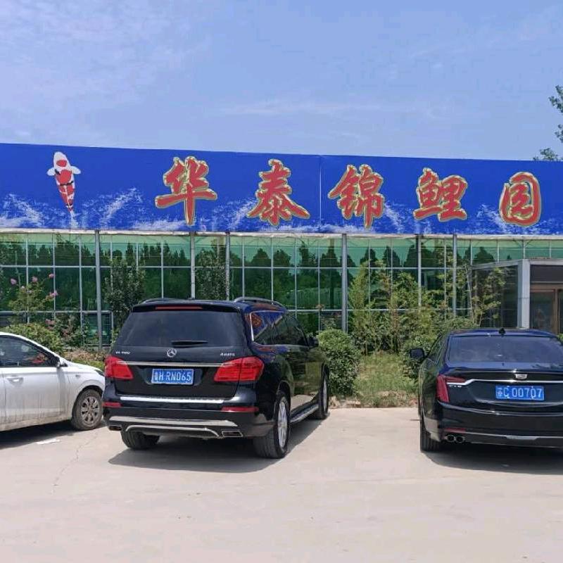 华泰养鲤场（早九点直播）