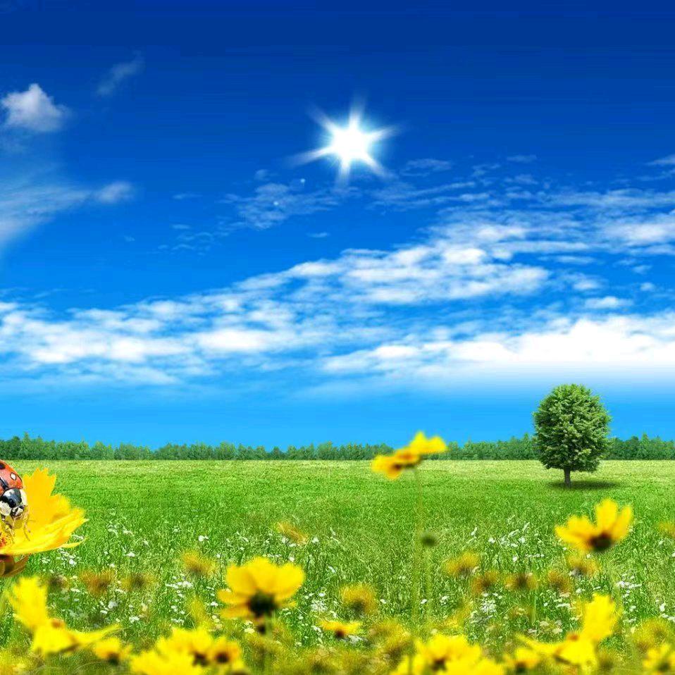 莲莲看头像