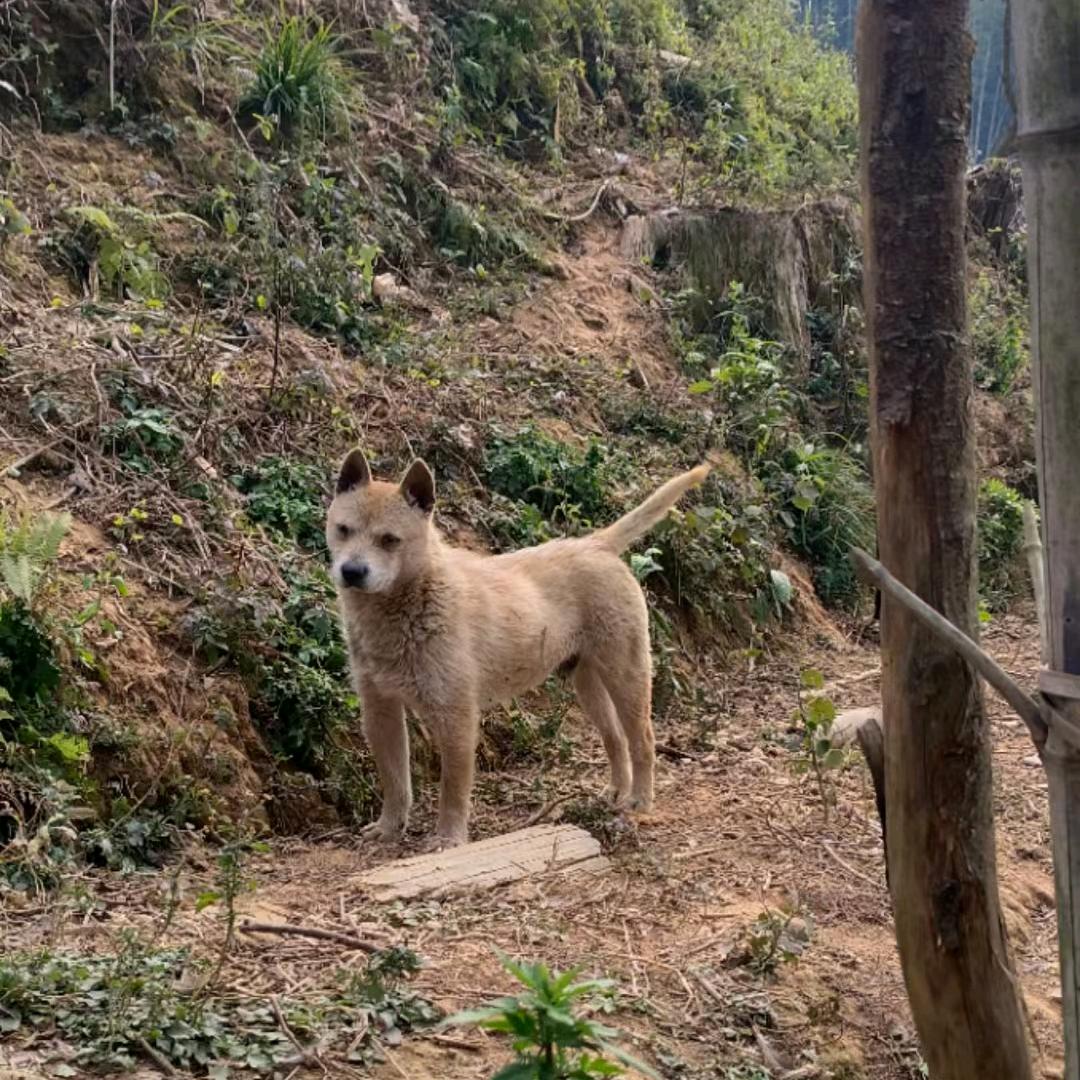 罗浮山中华田园犬（土猎）