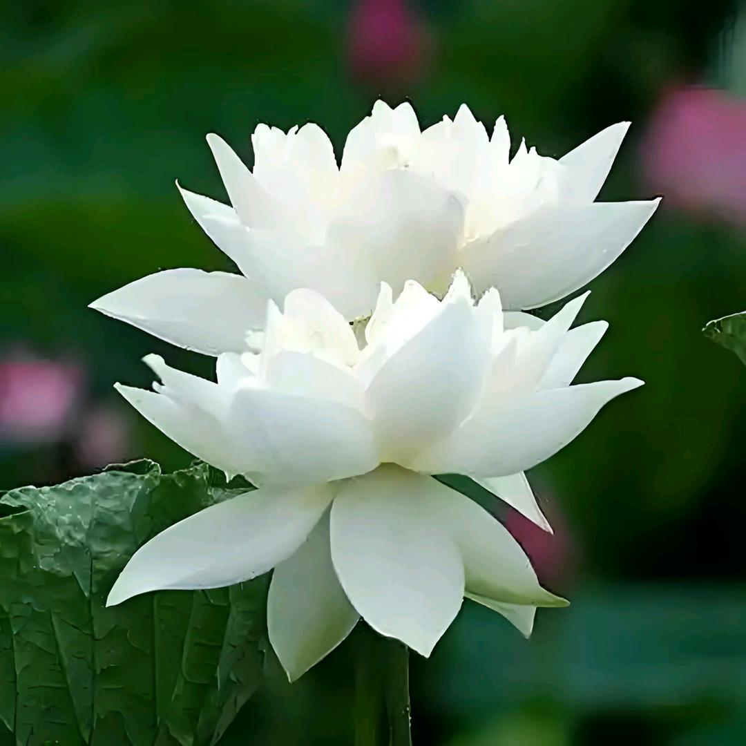 思良
