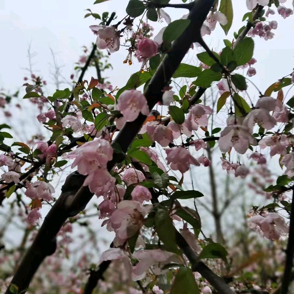 小禾芽