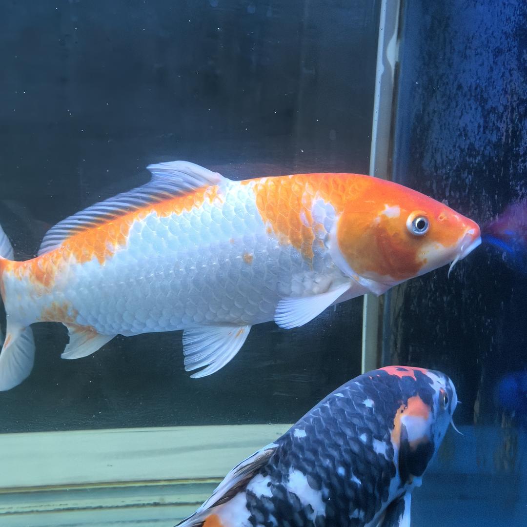 天空之城，爱您！